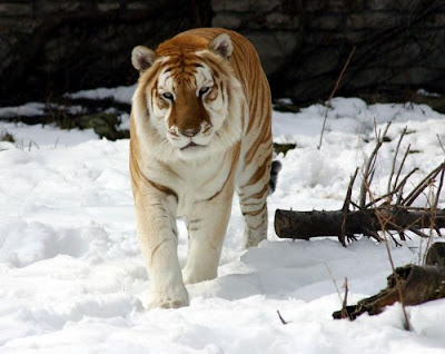 Unusual Golden Tabby Tiger Seen On www.coolpicturegallery.us