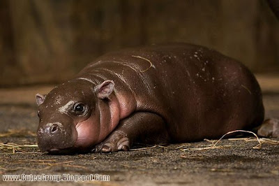 Baby Pygmy Hippo