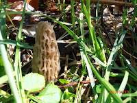 Morchella elata