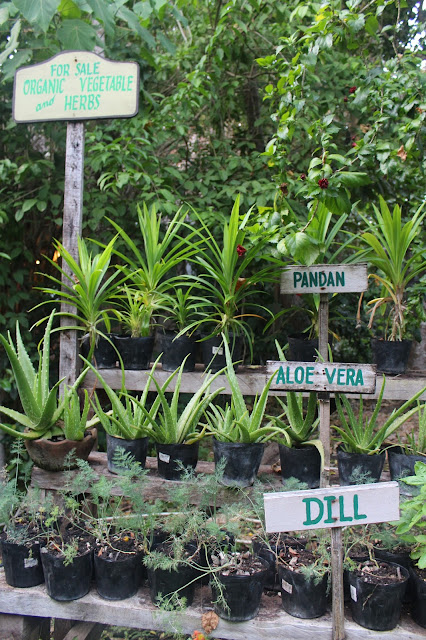 bohol bee farm herbs