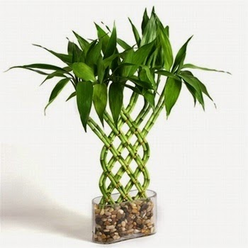 trellis lucky bamboo 