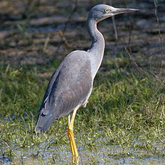 Garceta gorgiroja: Egretta vinaceigula