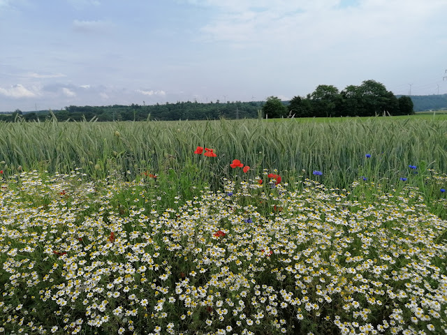 Sauerland wandern Wetter blog Brilon