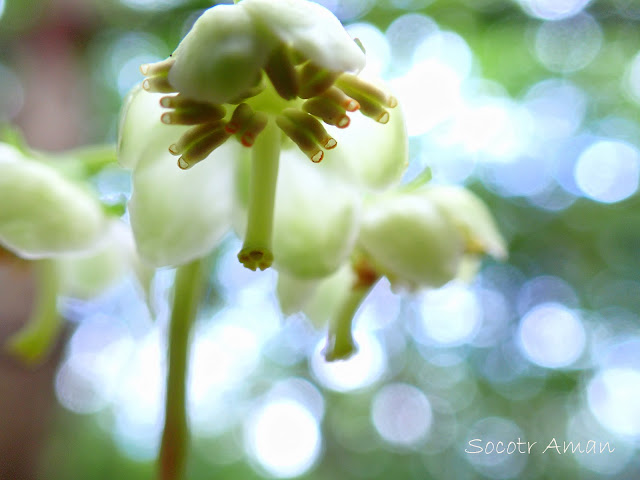 Pyrola japonica