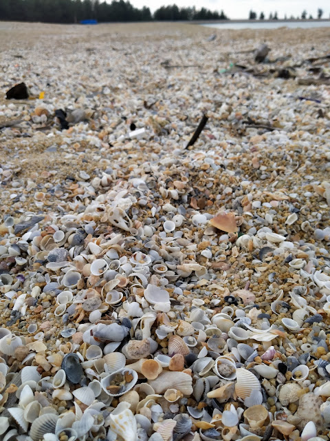 gambar seashell kerangan laut di atas pasir