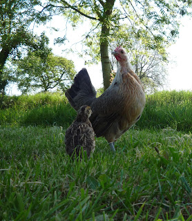 Organically raised quail chicks free-ranging