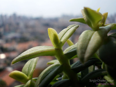 Orquídea Epidendrum peperomia