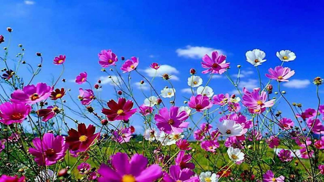 Best Free Spring Hd Wallpapers