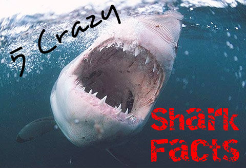 5 Crazy Shark Facts