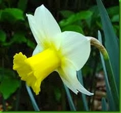 Narciso Trumpet Narciso Trumpet