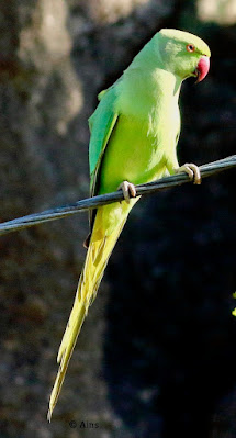 "Rose-ringed Parakeet - Psittacula krameri, resident common, perched on a cable."
