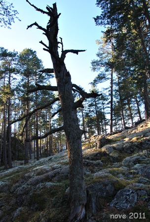 Bygdeborgen 016
