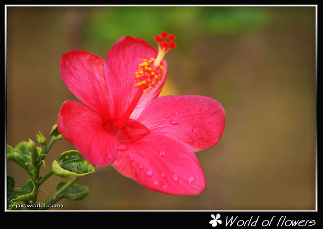 hibiscus flower picture