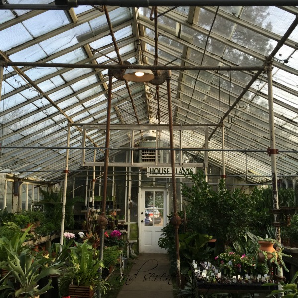 a greenhouse full of plants