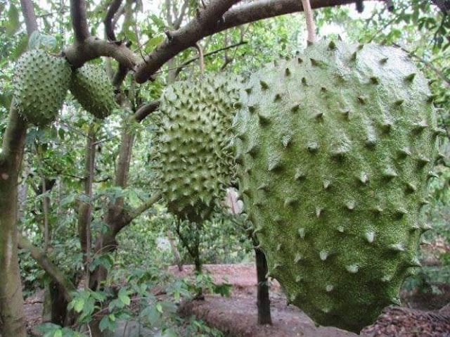 #BMF Pokok durian belanda thailand memang bagus tanam pokok nie kerana khasiat buahnya yang anti kanser khususnya untuk wanita.