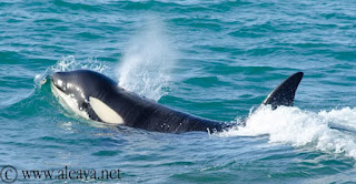 Orca respirando en Península Valdés