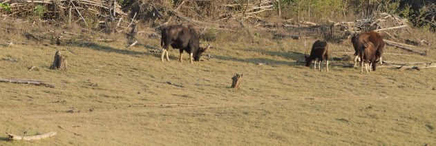 Male and female gaurs graze at Kabini Tiger Reserve, Karnataka, India