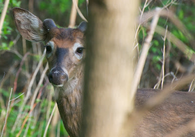 White-tailed Deer (Odocoileus virginianus)