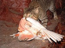feral cat killing a native Australian cockatoo