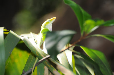 Green Anole (Anolis carolinensis)