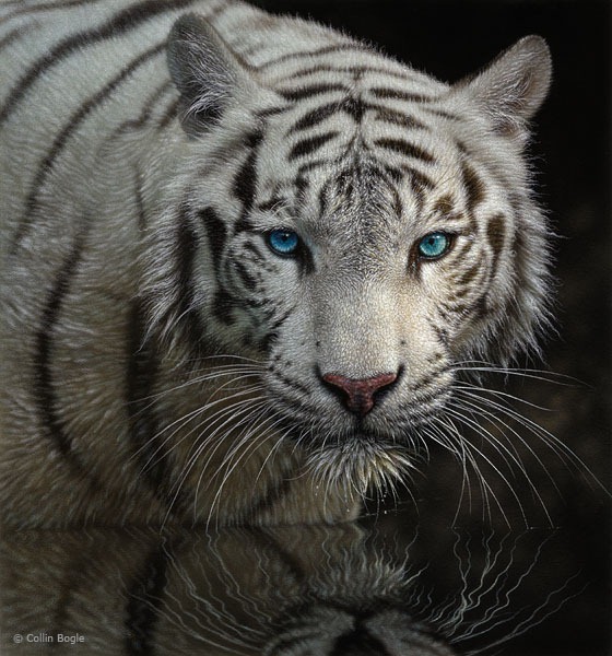 white tiger wading in water