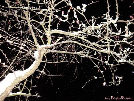 chip_20101202_G9_tree