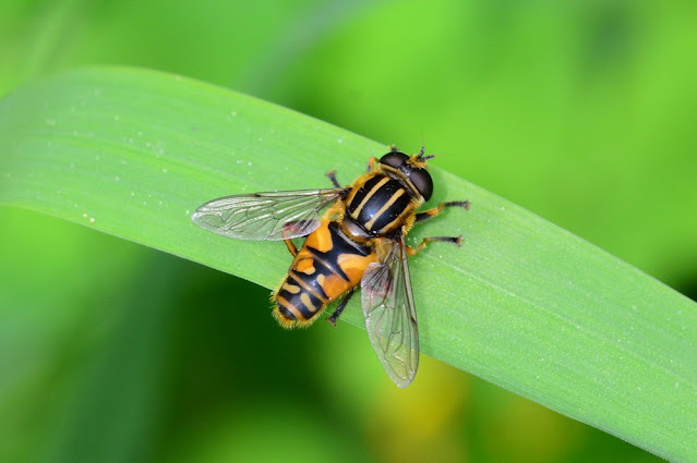 Helophilus pendulus