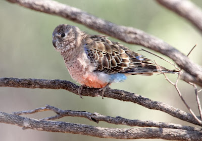 Bourke´s parrot