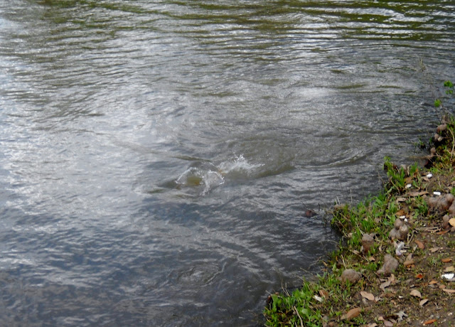 Fish spawning at White Rock Lake, Dallas, Texas