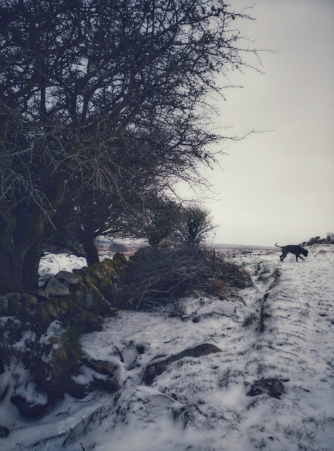 snow, tree, dog