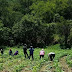 Programa de trabajadores agrícolas México-Canadá; asesora, Secretaría del Trabajo