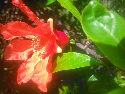 flor de granado