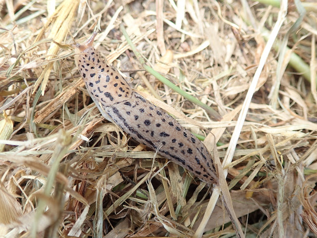 Limax maximus