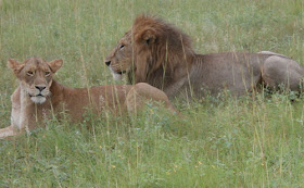 + 2 days queen elizabeth national park Wildlife Safari rwanda