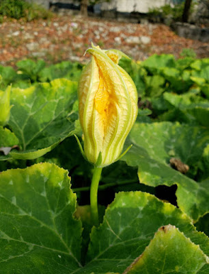 Closed pumpkin bloosom on vine.