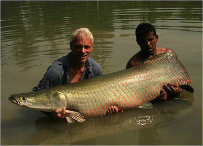 piracucu%2Bsituslakalaka 9 Monster Sungai Yang Masih Ada Hingga Saat Ini