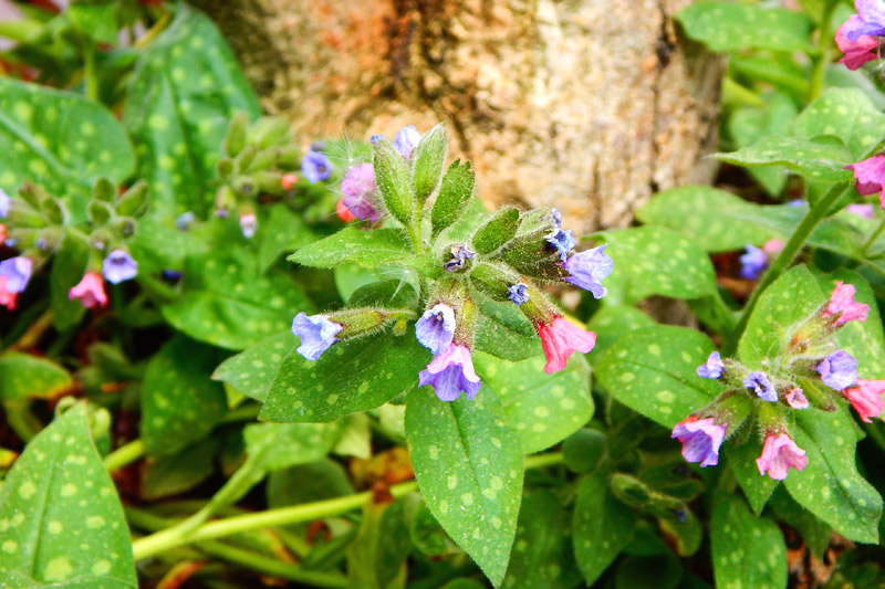 7 Must-Have Shade-Loving Flowers for Your Garden