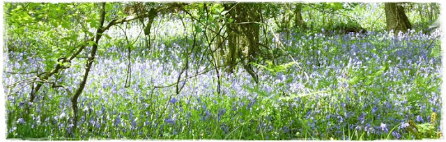 woodland full of bluebells in Cornwall