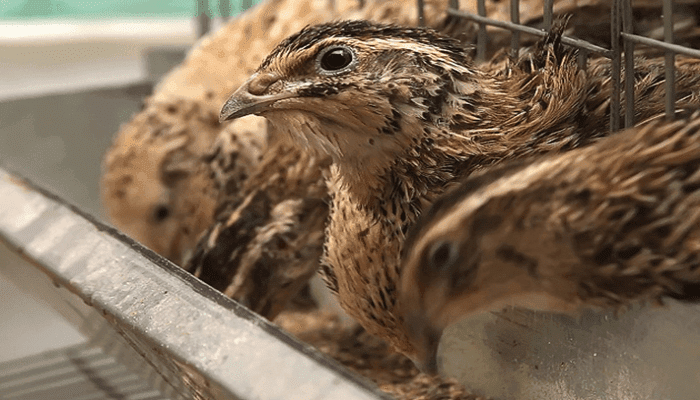  burung puyuh bertelur berapa kali sehari Beternak Burung Puyuh Tidaklah Sesulit Yang Dibayangkan, Beginilah Caranya!