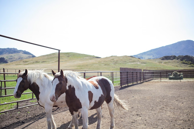 Horses in Montana