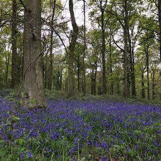 Bluebell woods near Angmering