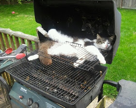 Funny cats - part 91 (40 pics + 10 gifs), cat sleeping on barbeque grill