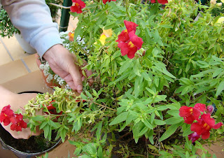 Dragonaria o boca de dragón (Antirrhinum majus f. nana)