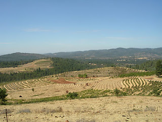 Renaissance vineyards - looking down on semillon and syrah