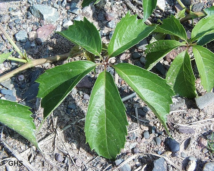 poison ivy plant facts. poison ivy plant facts.