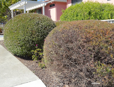 trimmed shrubs, Monterey, CA
