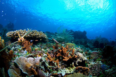 Dalam Laut pulau Alor