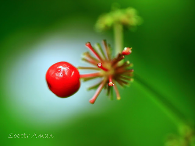 Panax japonicus