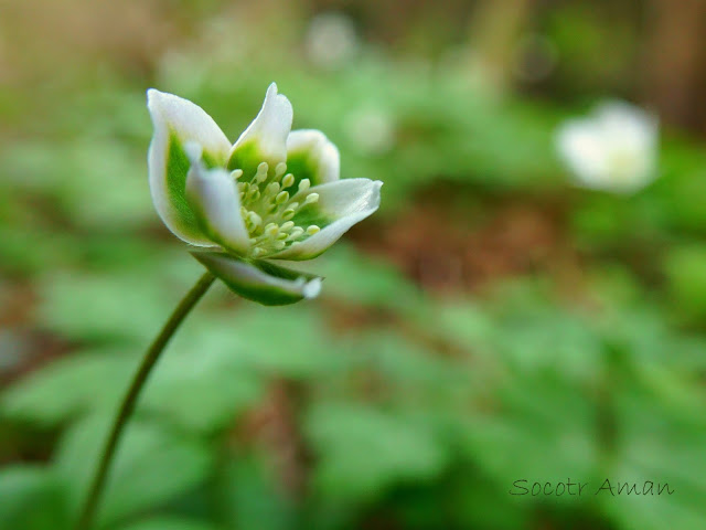 Anemone flaccida