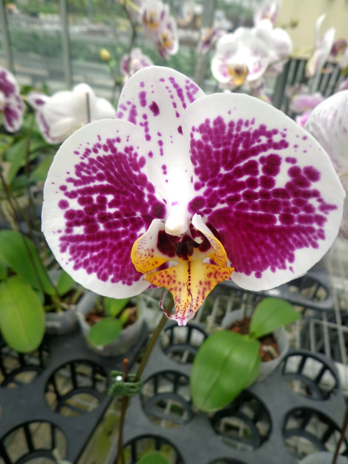 Types Of Orchids